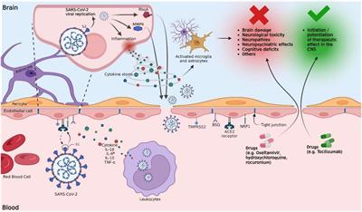 Alteration of the blood-brain barrier by COVID-19 and its implication in the permeation of drugs into the brain